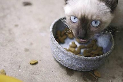 Cats love fat, especially animal fat. High level of fats tend to increase palatability even though the bulk density may go up significantly. nao, Bigstockphoto.com
