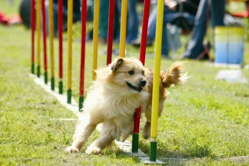 Products like GLPH-1 from Gourmetcueticals, when used with sport animals, can help reduce the muscle breakdown caused by strenuous exercise and activity.