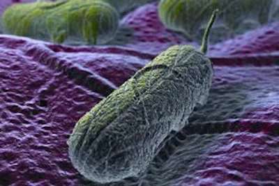 Environmental swabs can be tested for the presence of Salmonella, and the results will help you determine your risk for contamination.