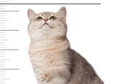 With bold strategies like new products, flashier packaging and exotic ingredients, it's no wonder the industry keeps growing.