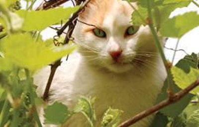 In the vast US petfood market, formulating and positioning products along natural, organic and holistic lines represents a way for traditional marketers to pique pet owners’ interest and carve out a niche. tadija, Bigstockphoto.com