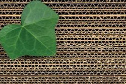 Though some 'greening' campaigns may be nothing more than a trend in an adapting market, sustainable packaging isn't going anywhere but everywhere, and fast.