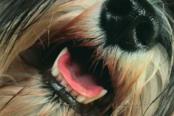 Finding a smell-solution for your petfood or treat production plant is nothing to turn your nose up at! Dudarev Mikhail, Shutterstock.com