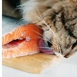 Not only are many ingredients from the ocean full of nutritional value, but both dogs and cats tend to agree on their utter palatability!