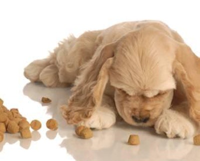 New research on petfood palatability is incorporating all of a pet’s senses—and even those of the pet owner. Willee Cole, Bigstockphoto.com