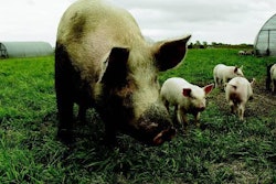 Outdoor production on the Iowa farm of Paul Willis, manager of Niman Ranch Pork Company in the USA. (Photo courtesy Niman Ranch)