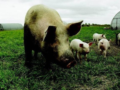 Outdoor production on the Iowa farm of Paul Willis, manager of Niman Ranch Pork Company in the USA. (Photo courtesy Niman Ranch)