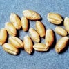 Wheat in the formula can greatly improve pellet durability and wheat midds can help, although midds do not generate the same binding effect as wheat from steam conditioning. Wheat photo by Scott Bauer, courtesy of US Department of Agriculture.