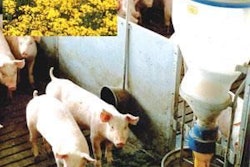 In the wake of BSE controls, many European Union pig feeds now incorporate vegetable oils instead of animal fat. The trend is focusing more attention on rapeseed oil from Europe, where more will be available this year. Figures from the European Commission indicate that 4.3 million hectares have been sown to oilseed rape in the EU-25 areaan increase of over 20% from three years ago.