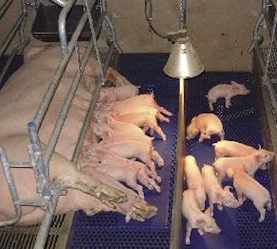 Weaning at 3 weeks wins over 4-week weaning most of the time, according to a German analysis, and is especially popular among larger herds in Germany, whereas the smaller ones tend to wean at around 28 days.
