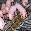 Weaned pigs can thrive on other simple sugars in circumstances where a source of lactose is unavailable or expensive.