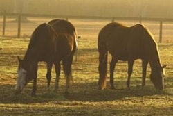 0701 Fm Rice Bran Stabilized