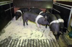 Hampshires have been reared in Denmark principally as a boar breed for crossing with Duroc and placing at AI centres.
