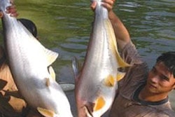 0702 Fi Asia Feed Industry