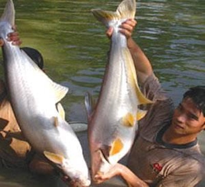 0702 Fi Asia Feed Industry