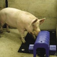 One of the 200 boars at the Italian AI centre enters a collection pen. A rubberised non-slip mat is fitted under the dummy sow.