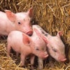 One approach to improve stores of carnitine in young pigs is to add L-carnitine to the sow's diet in gestation and lactation so that more is available to be passed to the piglets through her milk.