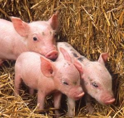 One approach to improve stores of carnitine in young pigs is to add L-carnitine to the sow's diet in gestation and lactation so that more is available to be passed to the piglets through her milk.