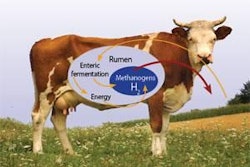 Amount of methane produced depends upon efficiency of fermentation and efficiency of feed conversion.