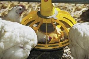 The average broiler grown to 42 days of age will consume around 26g of phosphorus.