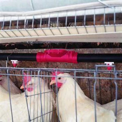 Water for hens a frequently overlooked element that has a bottom-line impact.