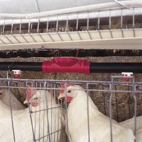 Thirty-six billion pounds of chicken and 5.7 billion pounds of turkey were produced by U.S. meat companies in 2009.