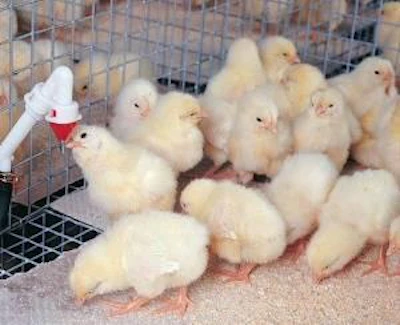 Getting pullets off to a good start