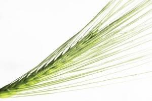 0801 F Igrain3 Opt(1)(1)