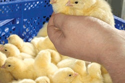 Every Wiesenhof chick has a hatchery batch number that accompanies it through rearing to the processing plant and retail outlet.