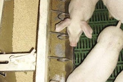 0812 Pig Net Energy1 Opt