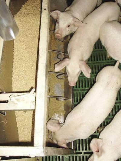 0812 Pig Net Energy1 Opt