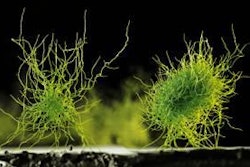 New research developments focus on making enzymes better able to withstand heat in the feed mill.