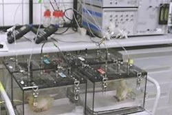 Chickens in small respiration chambers where energy expenditure and substrate are measured to evaluate potential effects of nanoparticles on metabolism.
