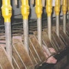 An increased supply of amino acids to sows in late gestation is being suggested to improve litter birthweights.
