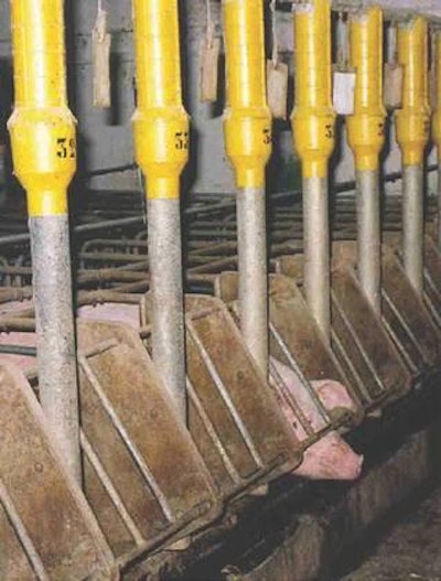 An increased supply of amino acids to sows in late gestation is being suggested to improve litter birthweights.