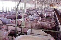 Se recomienda un tiempo de ayuno de entre 16 y 24 horas para vaciar el contenido intestinal y minimizar los riesgos de contaminación