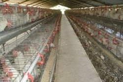 Cuba tiene unas 7 millones de ponedoras comerciales en producción industrial ((Todas las fotos son cortesía de SOCPA))