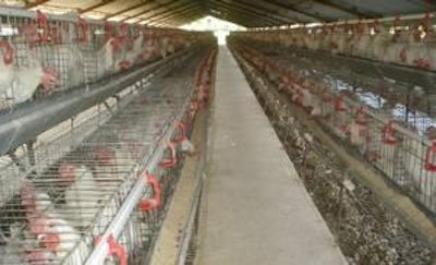 Cuba tiene unas 7 millones de ponedoras comerciales en producción industrial ((Todas las fotos son cortesía de SOCPA))