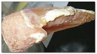 Spoiled breast fillet showing individual colonies that eventually become a slime layer