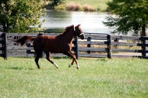 Daily exercise, in addition to feed formulated for senior needs, helps keep joints flexible in older horses.