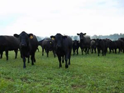 Black Angus dams are part of the Kentucky Proud initiative.