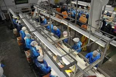 Worker accountability and incentives are possible with automated weighing and distribution management systems such as the YieldPlus. Image courtesy Gainco, Inc.