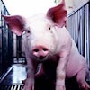 Do pigs still perform optimally when DDGS are included at the higher end of the spectrum?