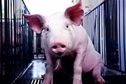 Do pigs still perform optimally when DDGS are included at the higher end of the spectrum?