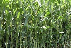 Rich dark soil has helped local farmers to supply all of the grain needs for the Hyde County complex.