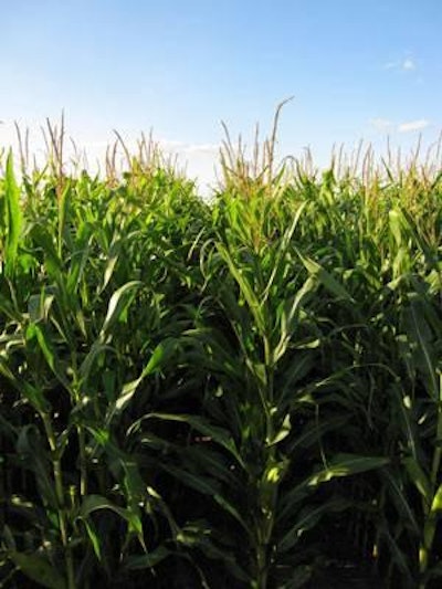 Each 56-pound bushel of corn will produce 2.8 gallons of ethanol and 17.5 pounds of DDGS, which may offer an opportunity for all U.S. egg producers to lower cost of rations in the wake of high corn prices and increasing demand of ethanol.