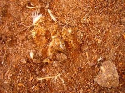 Exceso de partículas de alimento no digerido en las excretas de pollos de engorda, una observación frecuente en enteritis o síndromes de mala digestión o de mala absorción y una indicación de mala integridad intestinal.