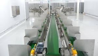 The chick handling room at Agrobueyca's new Venezuela hatchery.