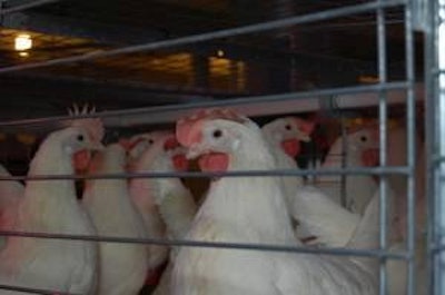 O’Sullivan said that selection in group environments has ensured that birds with low social dominance drive are selected as they share resources well, such as feed and water.
