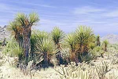 Agroin Yucca